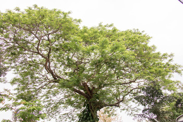 big tree background 3226