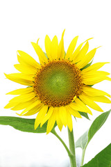 曇り空にひまわり