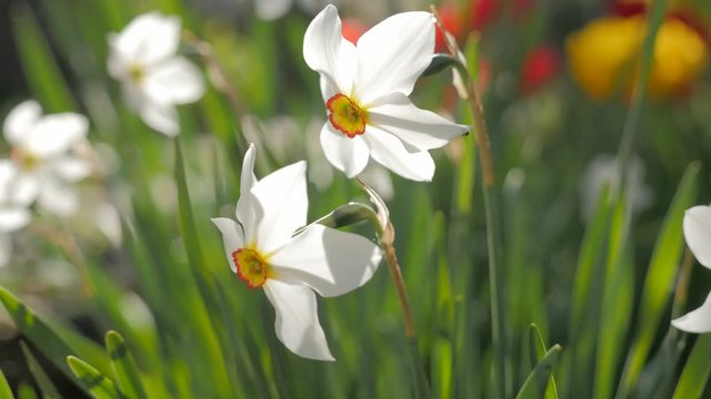 Narcissus poeticus flowers in pair slow moving on the wind 4K 2160p UltraHD footage - Beautiful Narcissus actaea pair plant in natural environment 4K 3840X2160 UHD video 