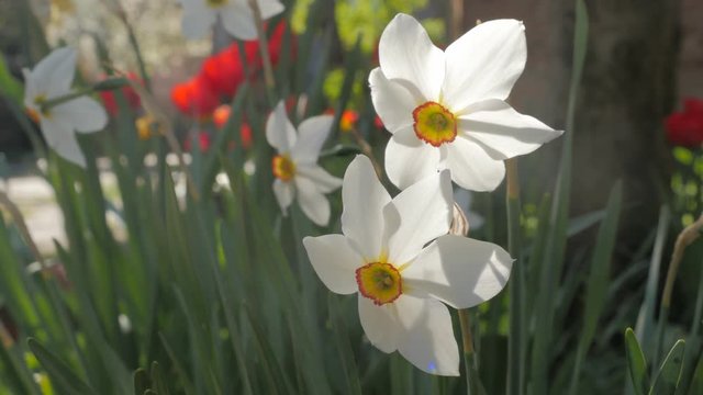 Narcissus poeticus flowers in pair slow moving on the wind 4K 2160p UltraHD footage - Pair of Narcissus actaea plants in natural environment 4K 3840X2160 UHD video 