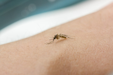 Mosquito sucking blood