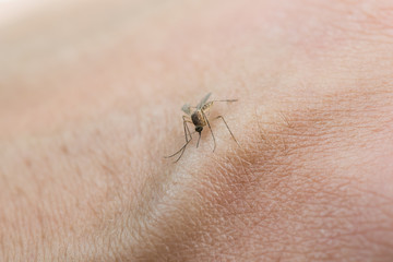 Mosquito sucking blood