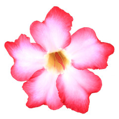 Floral background. Close up of Tropical flower Pink Adenium. Des