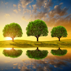 Spring landscape at sunset.