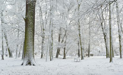 scenic winter landscape in the park   © AR Pictures
