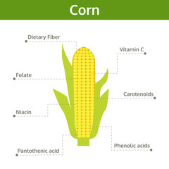 corn nutrient of facts and health benefits, info graphic vector
