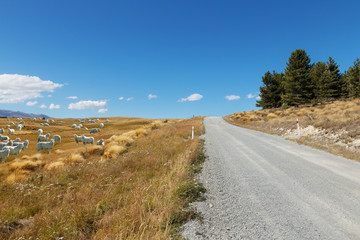 empty rural road in fine day in new zealand