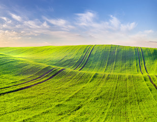 wiosenne pole młodego zboża