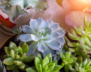 Obraz na płótnie Canvas Miniature succulent plants