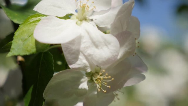 Tilting on apple tree spring flowers shallow DOF 4K 3840X2160 UltraHD footage - Beautiful white apple tree flowers tilt on sunny day 4K 2160p UHD video 