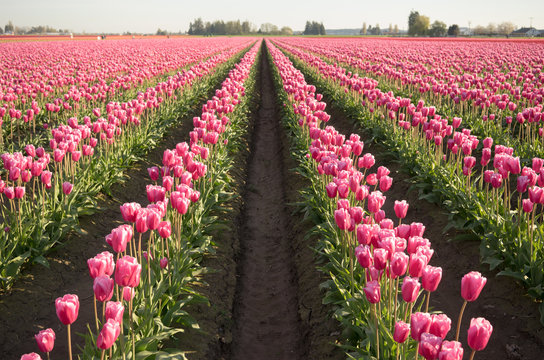 Pink Tulips Bend Towards Sunlight Floral Agriculture Flowers