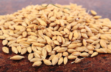 Heap of barley grain