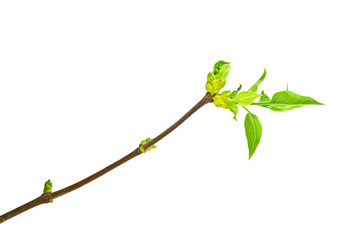 Close up of young tree branch on a white background