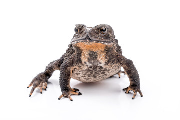 Asian common toad