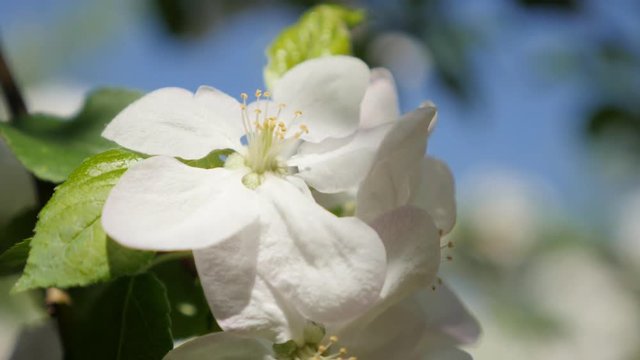 Apple tree spring flowers shallow DOF 4K 3840X2160 UltraHD footage - Beautiful white apple tree flowers on sunny day 4K 2160p UHD video 