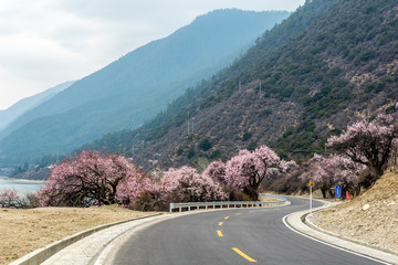 road through wild tibetan peach blossoms