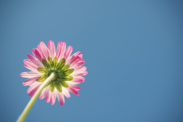 close up of a colorful daisy (Bellis perennis) from underside against blue sky background in spring, vintage filtered style  