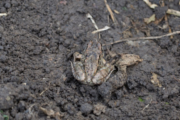 Little frog sitting on the ground