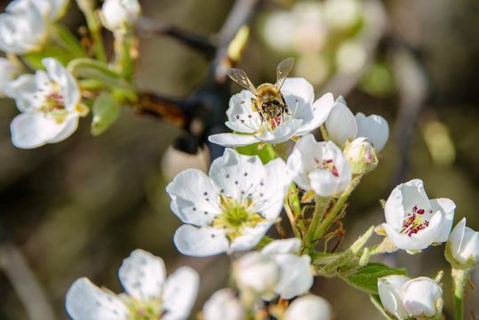 Spring Morning with Flowers of the Pear Blossoms. Bee collecting nectar from blooming tree
