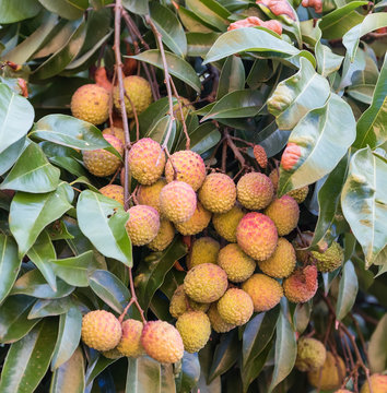 lychee fruit on the tree