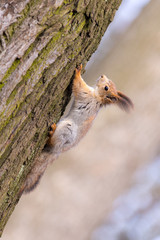 squirrel on a tree
