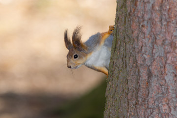 squirrel on the trunk