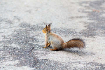 squirrel on an old asphalt road