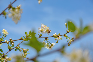 Spring flowers with blue sky background. branch of blossoming tree of plum on background of the blue sky and space for text