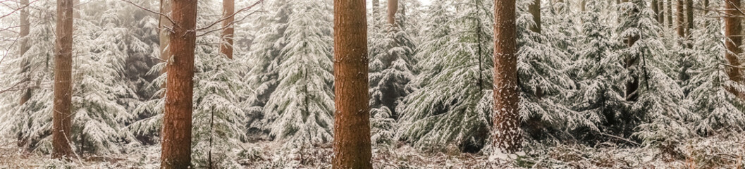 Obraz premium Panorama landscape with pine trees in the snow