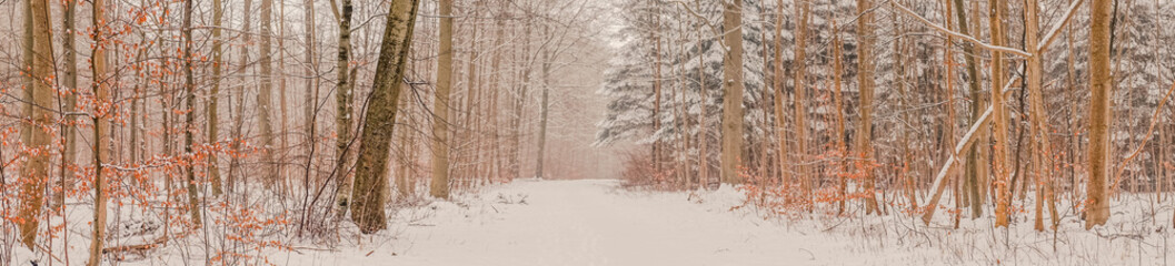 Snowy landscape in the forest at wintertime