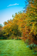 Trees in autumn colors and blue sky