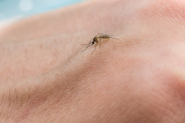 Mosquito sucking blood