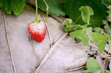 strawberries in Northern part of Thailand.