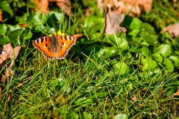 Orange butterfly on a green lawn
