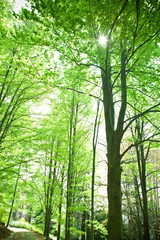 Fototapeta na wymiar beautiful green forest with tree and leaf