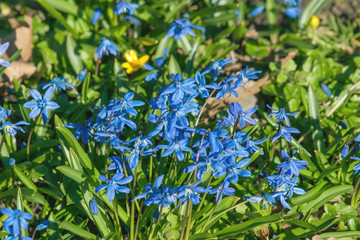 Wild scilla flowers in the spring