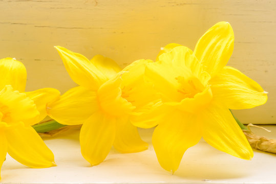 Daffodil flowers in indoor environment