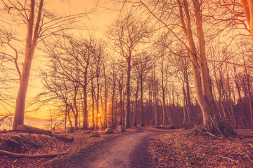 Obraz na płótnie Canvas Road in the forest in the morning