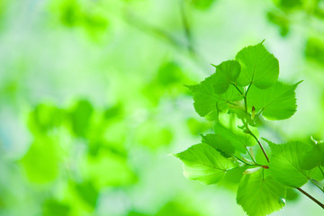Fototapeta na wymiar perfect green leaf with natural background