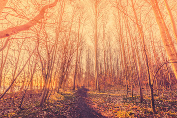 Trail in a forest with bare trees