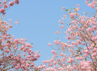 Pink trumpet tree or pink Tabebuia flower in full bloom