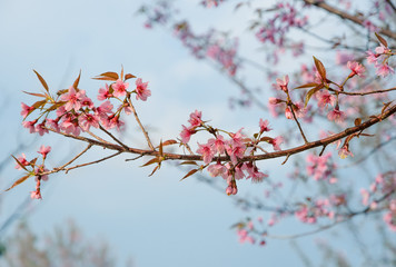 Wild Himalayan cherry blossom