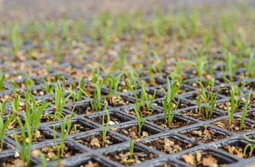 Spinach seedlings plant in a nursery