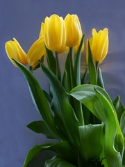 Fototapeta premium posy of yellow tulips