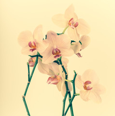 Fototapeta na wymiar Orchid branch flowers
