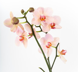 Naklejka na ściany i meble Orchid branch flowers