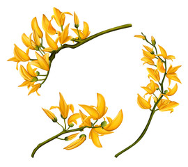 Yellow Bastard Teak flowers
