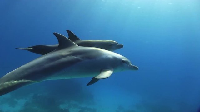 Dolphin mother swims by quickly with calf in the deep blue of the red sea