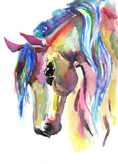 Horse head. Color watercolor illustration. Hand drawn