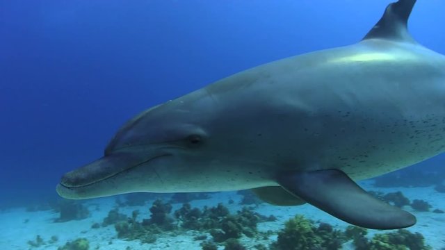 Bottlenose Dolphin swims by quickly